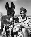 Private P.T. Leachman with donkey mascot