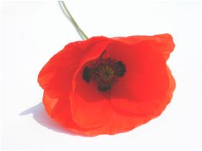 Poppies: Remembrance
