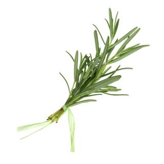 Rosemary: Remembrance