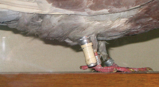 A small container attached to a messenger pigeon’s leg.