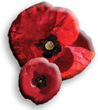 Image of two poppies
