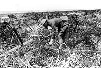 A Canadian officer picking flowers among the barbed wire.