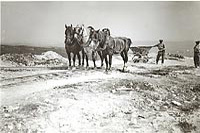 Des chevaux tirent des « charriots » sur des rails dans le cadre des travaux d'excavation et d'aménagement des fondations du Monument commémoratif du Canada à Vimy.
