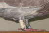 Canister on Pigeon Leg
