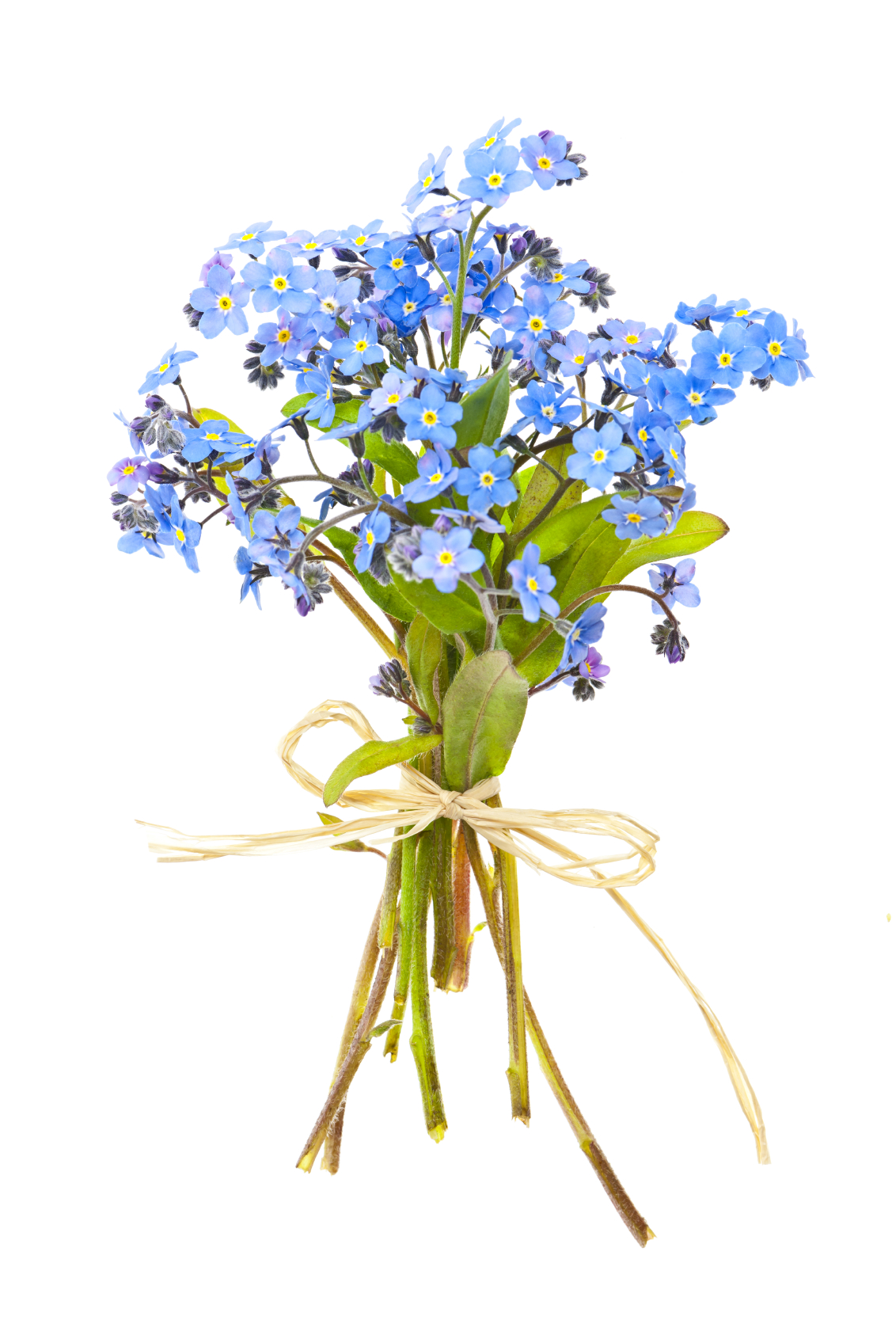 forget-me-not flowers