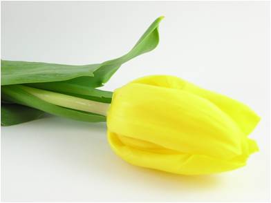 Tulipe : la gratitude