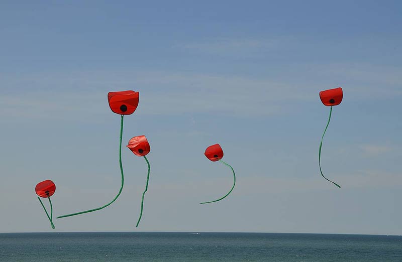 Poppy kites flying at the International Dieppe  Kite Festival.