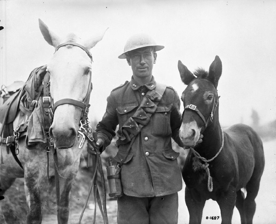 Un soldat canadien avec le poulain Vimy et sa mère
