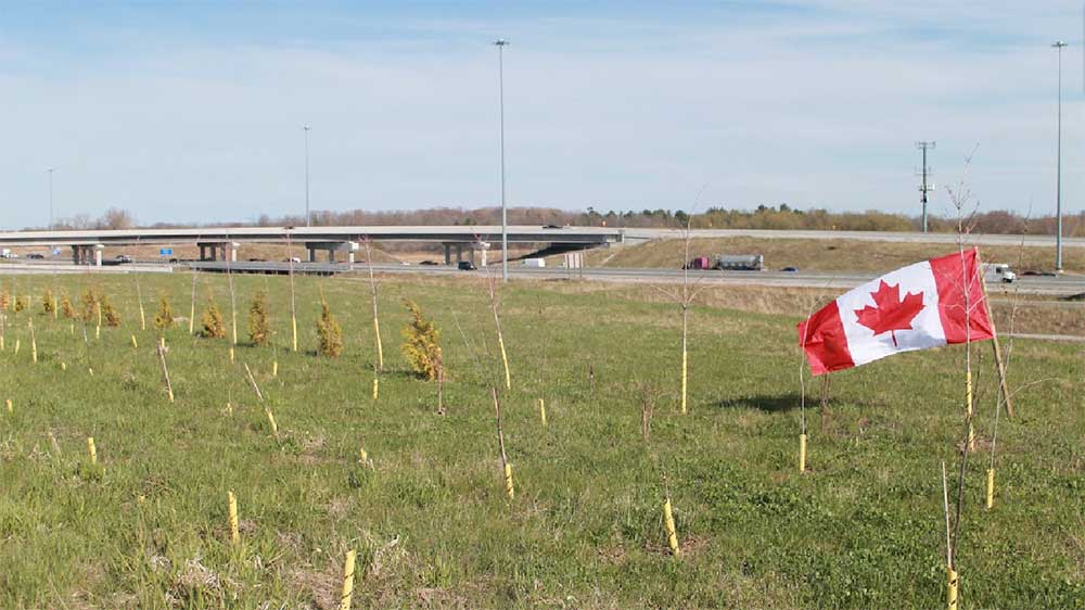 Arbres le long de l’autoroute 401 au croisement de l’autoroute 412 à Whitby, en Ontario