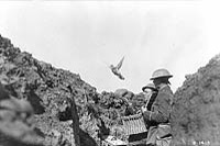 H.M. Pigeon Service. The bird leaving the trench with a message, May 1917.