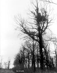 Tree used by German Snipers which overlooked our trenches, April 1917.