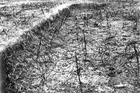 Barbed wire on the Western front.