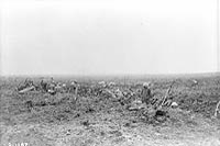 Canadian advanced reserves digging a trench under shellfire at Vimy Ridge, April 1917.