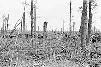 La guerre a laissé sa marque dévastatrice sur les terres avoisinantes. Casemates au saillant d'Ypres, Juillet 1916.