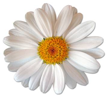 Daisy: Hope and Resistance