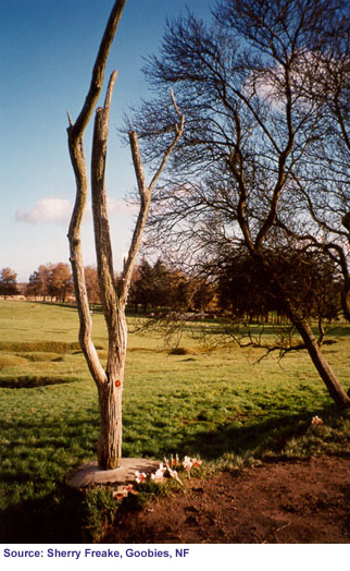 The Danger Tree, Beaumont Hamel, France