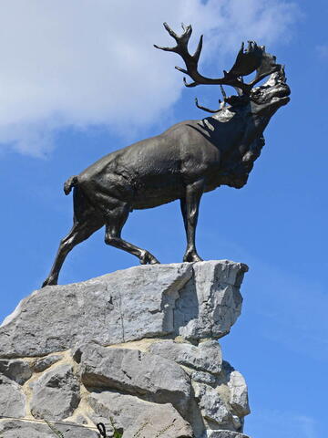 Beaumont Hamel caribou